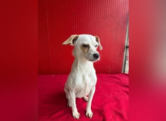 Fini, Chihuahua-Mix, Hündin, geb. am 01.05.2024, 28 cm, 5,5 kg