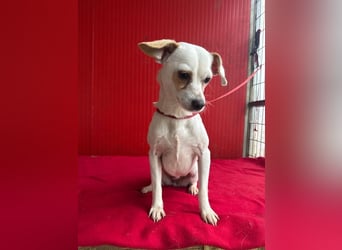 Fini, Chihuahua-Mix, Hündin, geb. am 01.05.2024, 28 cm, 5,5 kg
