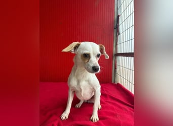 Fini, Chihuahua-Mix, Hündin, geb. am 01.05.2024, 28 cm, 5,5 kg