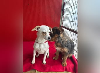 Fini, Chihuahua-Mix, Hündin, geb. am 01.05.2024, 28 cm, 5,5 kg