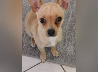 Picur, Chihuahua-Mix, Hündin, geb. am 24.07.2025, ca. 28 cm
