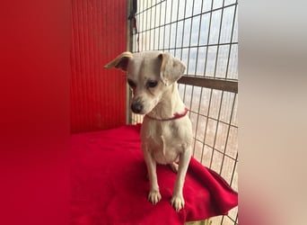 Fini, Chihuahua-Mix, Hündin, geb. am 01.05.2024, 28 cm, 5,5 kg