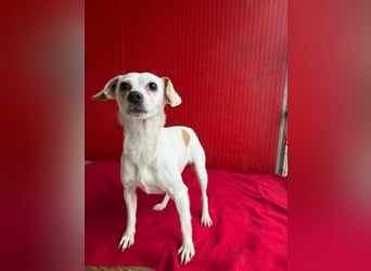 Fini, Chihuahua-Mix, Hündin, geb. am 01.05.2024, 28 cm, 5,5 kg