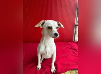 Fini, Chihuahua-Mix, Hündin, geb. am 01.05.2024, 28 cm, 5,5 kg