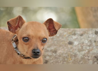 Möchtest du Carlitos Herz erobern und ihm das Zuhause schenken?