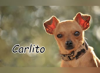 Möchtest du Carlitos Herz erobern und ihm das Zuhause schenken?