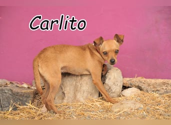 Möchtest du Carlitos Herz erobern