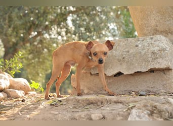 Möchtest du Carlitos Herz erobern und ihm das Zuhause schenken?