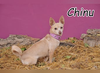 Schenkst du Chinu Zeit um anzukommen?