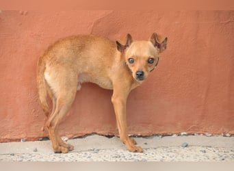 Möchtest du Carlitos Herz erobern und ihm das Zuhause schenken?