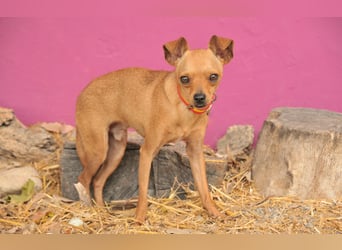 Möchtest du Carlitos Herz erobern und ihm das Zuhause schenken?