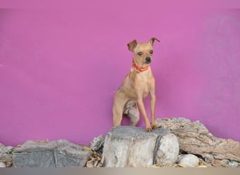 Möchtest du Carlitos Herz erobern und ihm das Zuhause schenken?