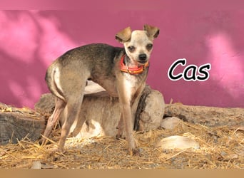 Möchtest du Cas zeigen, dass das Leben auch voller Zuneigung sein kann?