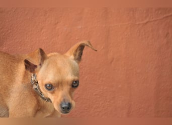 Möchtest du Carlitos Herz erobern und ihm das Zuhause schenken?