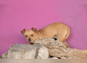 Möchtest du Carlitos Herz erobern und ihm das Zuhause schenken?