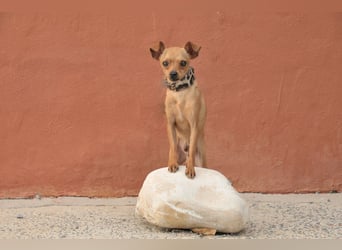 Möchtest du Carlitos Herz erobern und ihm das Zuhause schenken?