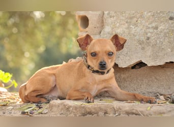 Möchtest du Carlitos Herz erobern und ihm das Zuhause schenken?