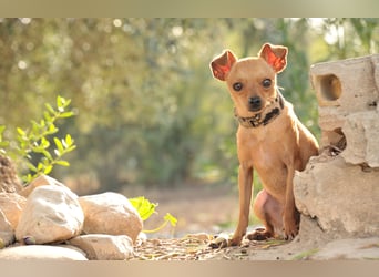 Möchtest du Carlitos Herz erobern und ihm das Zuhause schenken?