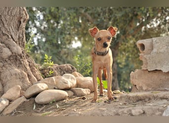 Möchtest du Carlitos Herz erobern und ihm das Zuhause schenken?