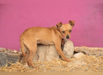 Möchtest du Carlitos Herz erobern und ihm das Zuhause schenken?