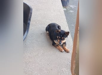 Chihuahua-Mischling Cicca sucht ihren Menschen - in 97262 Hausen bei Würzburg auf Pflege