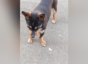 Chihuahua-Mischling Cicca sucht ihren Menschen - in 97262 Hausen bei Würzburg auf Pflege