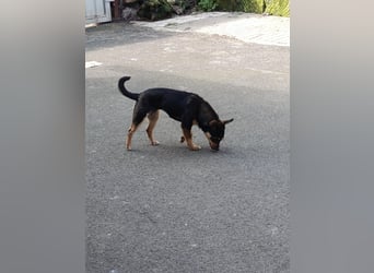 Chihuahua-Mischling Cicca sucht ihren Menschen - in 97262 Hausen bei Würzburg auf Pflege