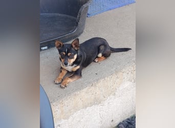 Chihuahua-Mischling Cicca sucht ihren Menschen - in 97262 Hausen bei Würzburg auf Pflege