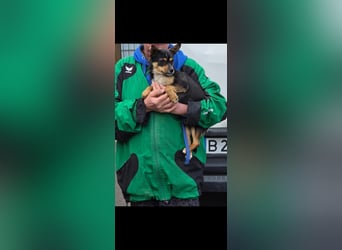 Chihuahua-Mischling Cicca sucht ihren Menschen - in 97262 Hausen bei Würzburg auf Pflege