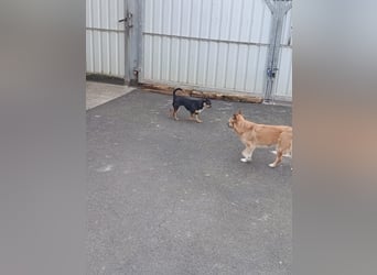 Chihuahua-Mischling Cicca sucht ihren Menschen - in 97262 Hausen bei Würzburg auf Pflege