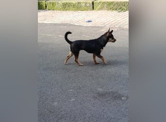 Chihuahua-Mischling Cicca sucht ihren Menschen - in 97262 Hausen bei Würzburg auf Pflege