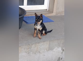 Chihuahua-Mischling Cicca sucht ihren Menschen - in 97262 Hausen bei Würzburg auf Pflege