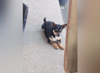 Chihuahua-Mischling Cicca sucht ihren Menschen - in 97262 Hausen bei Würzburg auf Pflege