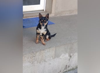 Chihuahua-Mischling Cicca sucht ihren Menschen - in 97262 Hausen bei Würzburg auf Pflege