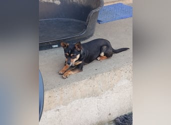 Chihuahua-Mischling Cicca sucht ihren Menschen - in 97262 Hausen bei Würzburg auf Pflege