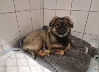 Niedlicher kleiner Kenny