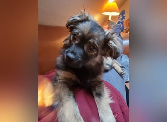 Niedlicher kleiner Kenny