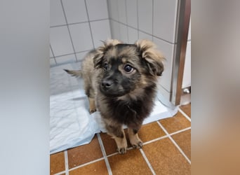 Niedlicher kleiner Kenny