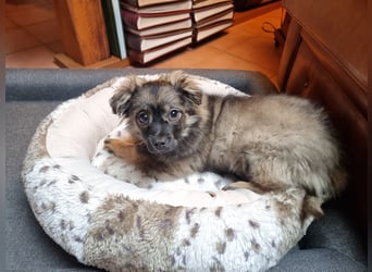 Niedlicher kleiner Kenny