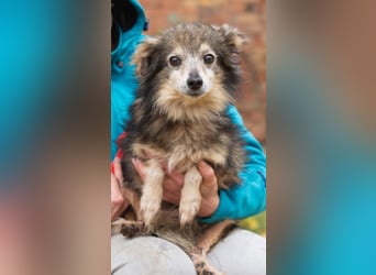 BIM Kleiner Kerl mit Kämpferherz BIM Kleiner Kerl mit Kämpferherz