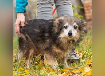 BIM Kleiner Kerl mit Kämpferherz BIM Kleiner Kerl mit Kämpferherz