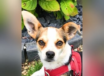 Panja - Sie schaut nach vorn