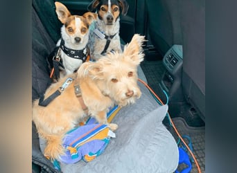 Panja - Sie schaut nach vorn