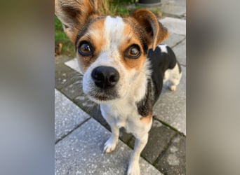 Panja - Sie schaut nach vorn