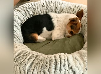 Panja - Sie schaut nach vorn