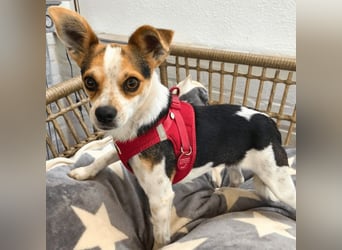 Panja - Sie schaut nach vorn