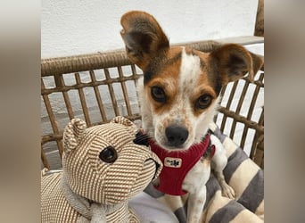 Panja - Sie schaut nach vorn