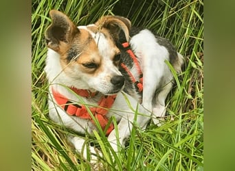 Panja - Sie schaut nach vorn