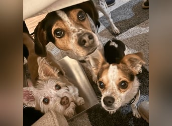 Panja - Sie schaut nach vorn