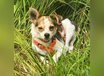 Panja - Sie schaut nach vorn